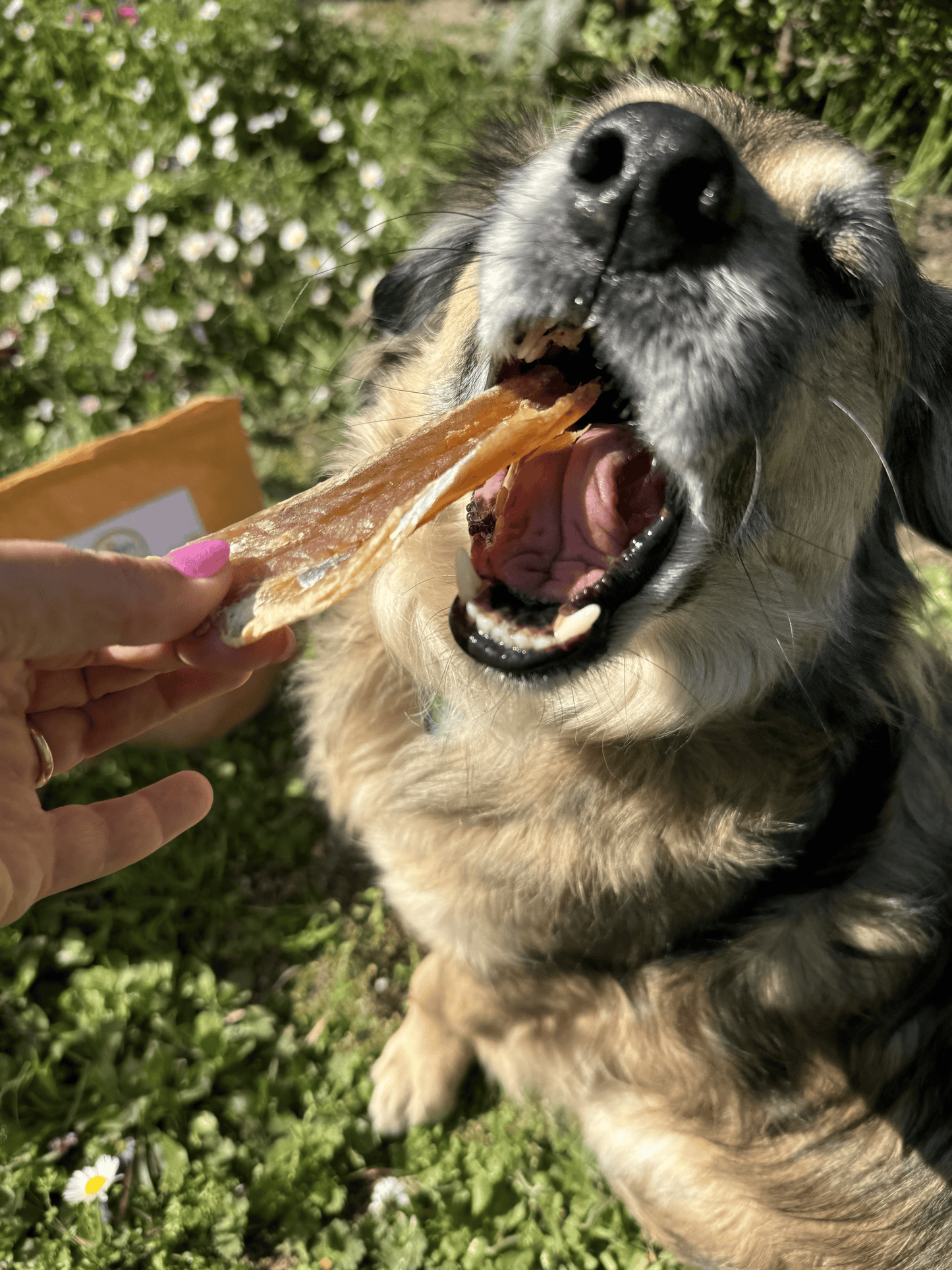 Filetti di Merluzzo Essiccati per Cani e Gatti - Snack Naturale Ricco di Omega 3 e Proteine