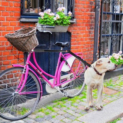 Braccio in metallo per bicicletta con aggancio morbido per allenamento del cane